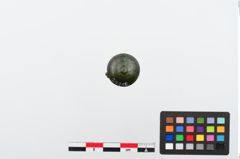 Foto von Bronzenietkopf (NHMW-PRAE-024216)